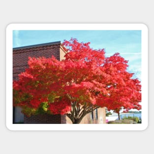 Red Maple Tree Sticker